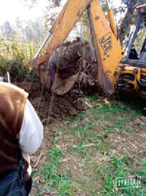 Three nilgens removed from the extracted out | पुरलेले तीन नीलघोडे काढले बाहेर Three nilgens removed from the extracted out | पुरलेले तीन नीलघोडे काढले बाहेर