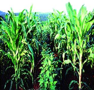 Nine thousand farmers took intercultural crops! | नऊ हजार शेतक-यांनी घेतली आंतरपट्टी पिके! Nine thousand farmers took intercultural crops! | नऊ हजार शेतक-यांनी घेतली आंतरपट्टी पिके!