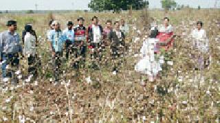 Demonstration of cotton costumes quota | कापूस वेचणी कोटचे प्रात्यक्षिक Demonstration of cotton costumes quota | कापूस वेचणी कोटचे प्रात्यक्षिक