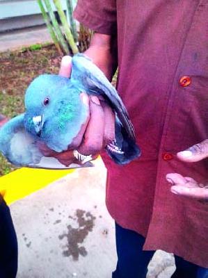 Satpur survives two birds | सातपूरला दोन पक्ष्यांना जीवदान