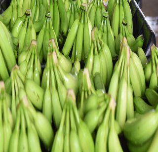 22 GIs in the state include banana, brinjal of Jalgaon | राज्यातील 22 जीआयमध्ये जळगावातील केळी, वांग्यांचा समावेश 22 GIs in the state include banana, brinjal of Jalgaon | राज्यातील 22 जीआयमध्ये जळगावातील केळी, वांग्यांचा समावेश