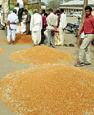 Declined tur reached Rs 5200 | घसरलेली तूर पोहोचली ५२०० रूपयांवर Declined tur reached Rs 5200 | घसरलेली तूर पोहोचली ५२०० रूपयांवर