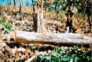 Challenge of Smugglers Against CCF | सीसीएफपुढे तस्करांचे आव्हान Challenge of Smugglers Against CCF | सीसीएफपुढे तस्करांचे आव्हान