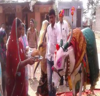 VIDEO: Gomatee dohala program in Jalgaon | VIDEO: जळगावमध्ये झाला गोमातेचा डोहाळे कार्यक्रम