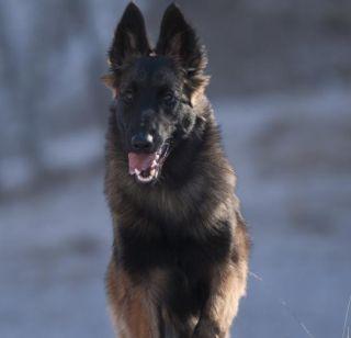 Death of 'Aminika' during Navy Action | नक्षली कारवाई दरम्यान 'अमिनिका' श्वानाचा मृत्यू