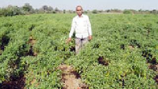 Three acres of pepper per acre | एक एकरात तीन लाखांची मिरची