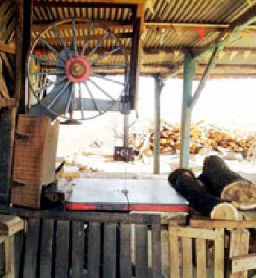 Refrigerate cutting razors | आरामशीनवर राजरोस कटाई