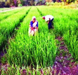 White onion in 200 hectare in Kharpa | खारेपाटात २०० हेक्टरवर पांढरा कांदा White onion in 200 hectare in Kharpa | खारेपाटात २०० हेक्टरवर पांढरा कांदा