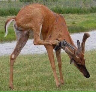 Who killed Kalvitta? Salman's fury on Twitter | तर काळविटाला कोणी मारलं? सलमानच्या सुटकेवर ट्विटरवर संताप