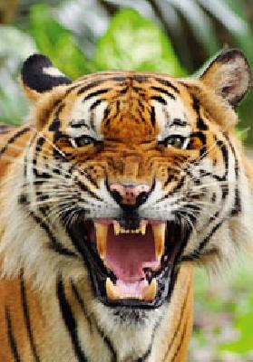 'Nawab' 'Catal Lifter' | 'नवाब’ ‘कॅटल लिफ्टर’ 'Nawab' 'Catal Lifter' | 'नवाब’ ‘कॅटल लिफ्टर’