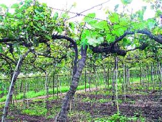 Decrease in graft yield due to various problems | विविध समस्यांमुळे द्राक्ष उत्पन्नात घट Decrease in graft yield due to various problems | विविध समस्यांमुळे द्राक्ष उत्पन्नात घट