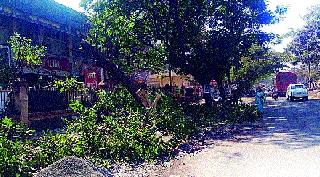 In the name of road width, Kurchad | रस्ता रुंदीकरणाच्या नावाखाली वृक्षांवर कुऱ्हाड In the name of road width, Kurchad | रस्ता रुंदीकरणाच्या नावाखाली वृक्षांवर कुऱ्हाड