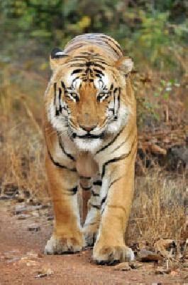 PCCF's team visit for 'Jai' inquiry: | ‘जय’ च्या चौकशीसाठी पथक दाखल पीसीसीएफची घेतली भेट : PCCF's team visit for 'Jai' inquiry: | ‘जय’ च्या चौकशीसाठी पथक दाखल पीसीसीएफची घेतली भेट :