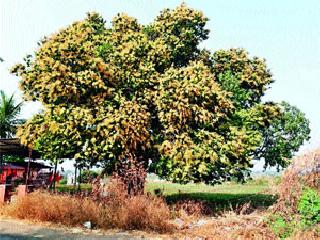 Mango rose in the area | द्याने परिसरात आंबा बहरला Mango rose in the area | द्याने परिसरात आंबा बहरला