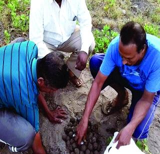 Contains 367 ticks of eggs in the lamps | दिवेआगारात ३६७ कासवांची अंडी संरक्षित Contains 367 ticks of eggs in the lamps | दिवेआगारात ३६७ कासवांची अंडी संरक्षित