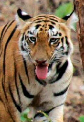 Tigers panic in Shishan area | शिवणी परिसरात वाघाची दहशत