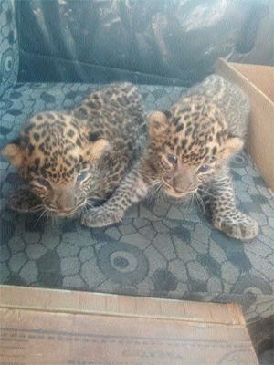 Three calves of leopard found in Mhalasakora | म्हाळसाकोरेत आढळले बिबट्याचे तीन बछडे
