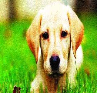 Dogs 'good days' | कुत्र्यांचे ‘अच्छे दिन’ Dogs 'good days' | कुत्र्यांचे ‘अच्छे दिन’