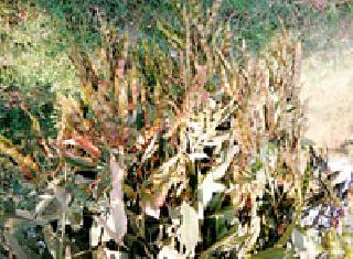 The boon for the farmers was improved | तुरीची सुधारित जात ठरली शेतकऱ्यासाठी वरदान The boon for the farmers was improved | तुरीची सुधारित जात ठरली शेतकऱ्यासाठी वरदान