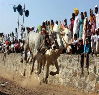 Orgy to go for bullock race? | बैलगाडा शर्यतीसाठी निघणार अध्यादेश ? Orgy to go for bullock race? | बैलगाडा शर्यतीसाठी निघणार अध्यादेश ?