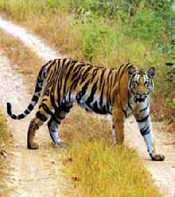 Raise a ban on Shankarpata | शंकरपटावरील बंदी उठवा