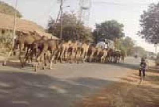 Kahifila of the desert ships: | वाळवंटी जहाजांचा काफिला : Kahifila of the desert ships: | वाळवंटी जहाजांचा काफिला :