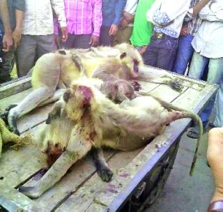 'They' drunk alcohol, killing monkeys! | ‘त्यांनी’ दारूच्या नशेत केले माकडांना ठार! 'They' drunk alcohol, killing monkeys! | ‘त्यांनी’ दारूच्या नशेत केले माकडांना ठार!