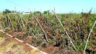 Tomatoes are not available in the field | भाव नसल्याने टमाटा शेतात