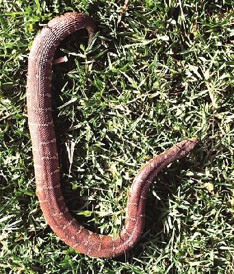 The rare scare swings in the portello | पोर्लेत दुर्मीळ डुरक्या घोणस The rare scare swings in the portello | पोर्लेत दुर्मीळ डुरक्या घोणस