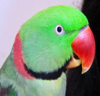 25 thousand prizes for the lost papal finder | हरवलेल्या पोपटाला शोधणा-यास 25 हजार बक्षीस 25 thousand prizes for the lost papal finder | हरवलेल्या पोपटाला शोधणा-यास 25 हजार बक्षीस