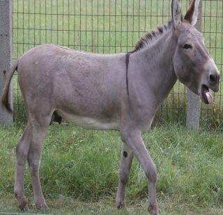 Uttar Pradesh's donkey becomes the Chief Minister's candidate | उत्तरप्रदेशात गाढव बनला मुख्यमंत्रीपदाचा उमेदवार Uttar Pradesh's donkey becomes the Chief Minister's candidate | उत्तरप्रदेशात गाढव बनला मुख्यमंत्रीपदाचा उमेदवार