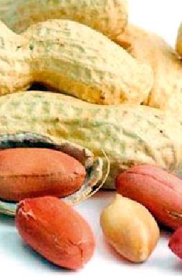 Groundnut seeds will get 60% subsidy | ६० टक्के अनुदानावर मिळणार भुईमूग बियाणे Groundnut seeds will get 60% subsidy | ६० टक्के अनुदानावर मिळणार भुईमूग बियाणे