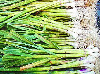 Export of garlic flakes | लसणाच्या निर्यातक्षम वाणाची निर्मिती Export of garlic flakes | लसणाच्या निर्यातक्षम वाणाची निर्मिती