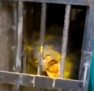 VIDEO - Losing the bear in the well | VIDEO- विहिरीत पडलेल्या अस्वलाला जीवदान