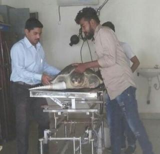 Tascular plastic legs for swimming | पोहण्यासाठी कासवाला प्लास्टिकचे पाय Tascular plastic legs for swimming | पोहण्यासाठी कासवाला प्लास्टिकचे पाय