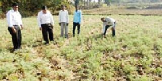 Hurricane attack | हरभऱ्यावर घाटेअळीचा हल्ला