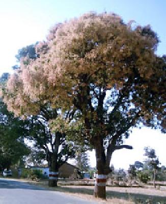 Dr.Amba: | ेआंबा बहरला :