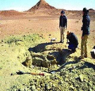 Monstrous magician fossils found | राक्षसी मगरीचे जीवाश्म सापडले