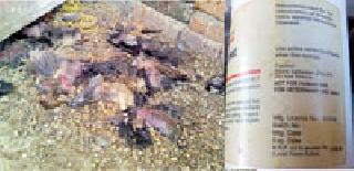 Due to out-of-the-counter medicines, three thousand chickens are dug | कालबाह्य औषधींमुळे तीन हजार कोंबड्या दगावल्या Due to out-of-the-counter medicines, three thousand chickens are dug | कालबाह्य औषधींमुळे तीन हजार कोंबड्या दगावल्या