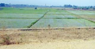 Summer paddy plantation in Sironcha taluka | सिरोंचा तालुक्यात उन्हाळी धानपीक रोवणीला वेग