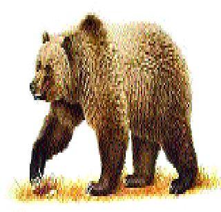 Get rid of the bears of bear! | अस्वलाच्या पिल्लाला मिळाले जीवदान Get rid of the bears of bear! | अस्वलाच्या पिल्लाला मिळाले जीवदान