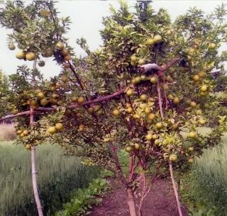 For every intermediate village 'tow' | प्रत्येक पिकांत आंतरपिक घेणारे गाव ‘टो’ For every intermediate village 'tow' | प्रत्येक पिकांत आंतरपिक घेणारे गाव ‘टो’