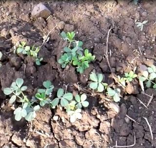 VIDEO: Sowing of groundnut in the middle of the season | VIDEO : हंगाम अर्ध्यावर असताना भुईमुगाची पेरणी