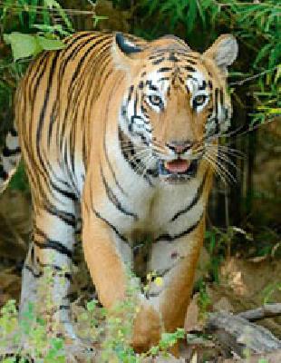 The need for measures to prevent attacks on tigers from humans | मानवावरील वाघाचे हल्ले रोखण्यासाठी उपाययोजनांची गरज