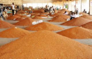 Flat arrivals increased: | तुरीची आवक वाढली : Flat arrivals increased: | तुरीची आवक वाढली :