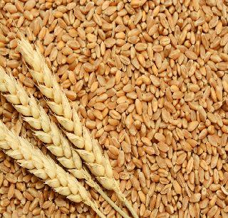 India's wheat import at the height of the decade | भारताची गहू आयात दशकाच्या उच्चांकावर