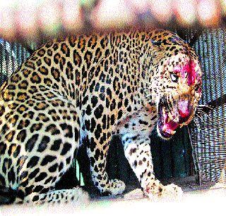 A whistle in the house | राहूबेटात बिबट्याचा धुमाकूळ