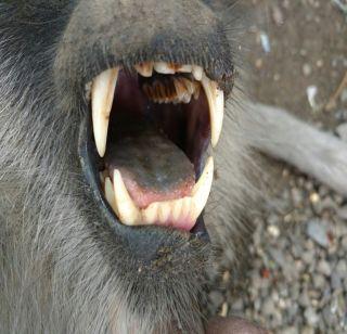 Achievement success in catching a madman who spreads his horror | दहशत पसरवणा-या माकडाला पकडण्यात अखेर यश Achievement success in catching a madman who spreads his horror | दहशत पसरवणा-या माकडाला पकडण्यात अखेर यश