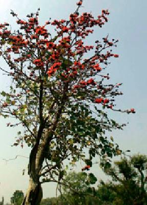 Poor blossom: | पळस फुलला : Poor blossom: | पळस फुलला :