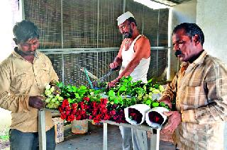 Golab's foreign trip | गुलाबाच्या परदेशवारीला ब्रेक